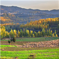 白桑鎮(zhèn)山地